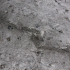 Lankstus akmuo Jorasses203, 1220x610mm Kaina už lapą